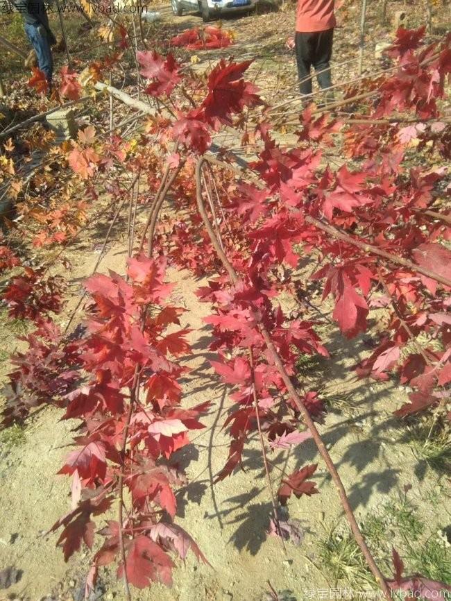 美國<a href='http://www.wuzhouwash.com/linmuzhongzi/1706.html' target='_blank'>紅楓</a>