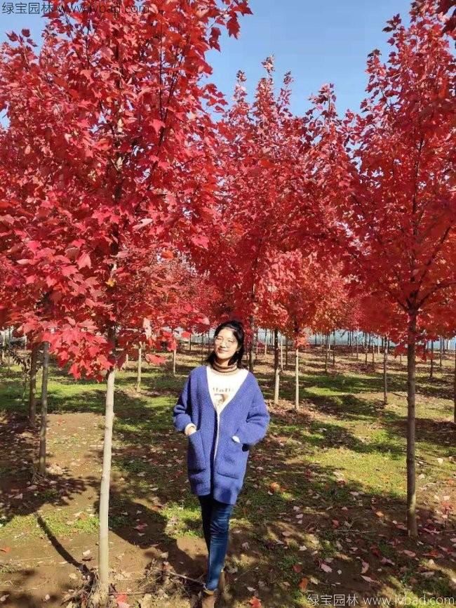美國紅楓
