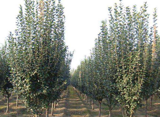 <a href='http://www.wuzhouwash.com/xiaoqiaomu/3555.html' target='_blank'>西府海棠</a>樹葉