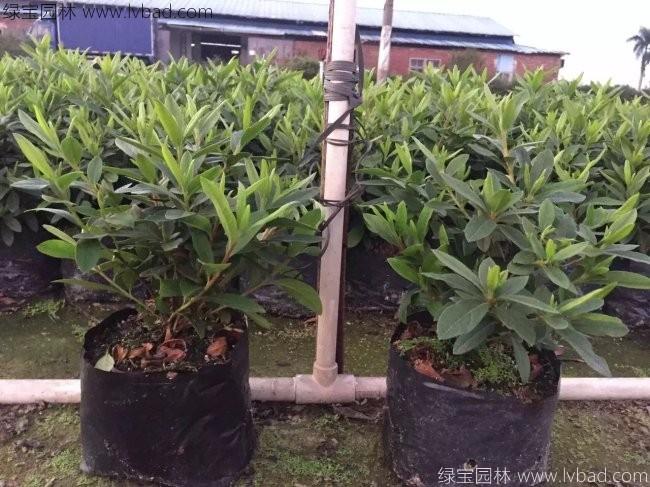 <a href='http://www.wuzhouwash.com/dibeiguanmu/3523.html' target='_blank'>毛鵑</a>球