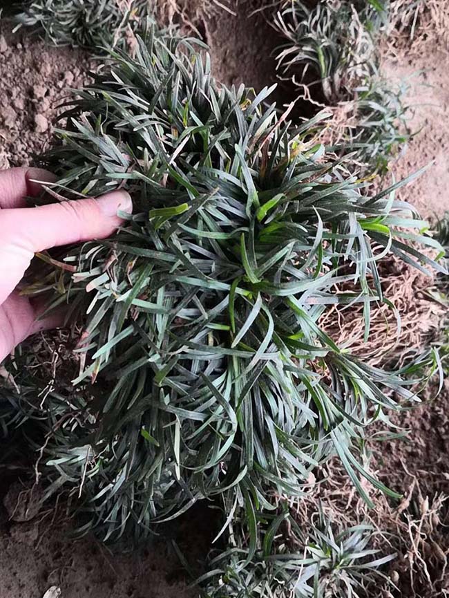 日本矮麥冬玉龍草