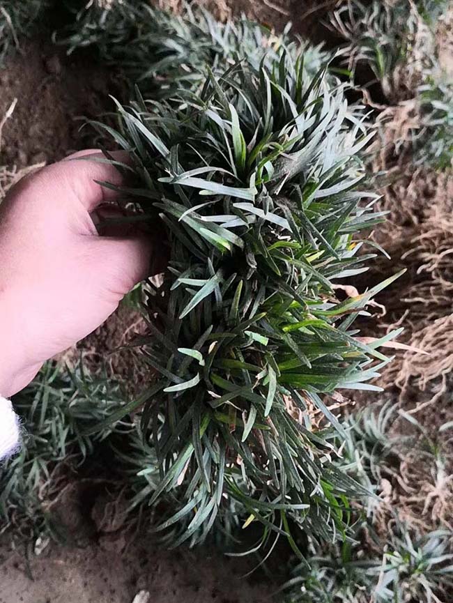 日本矮麥冬玉龍草