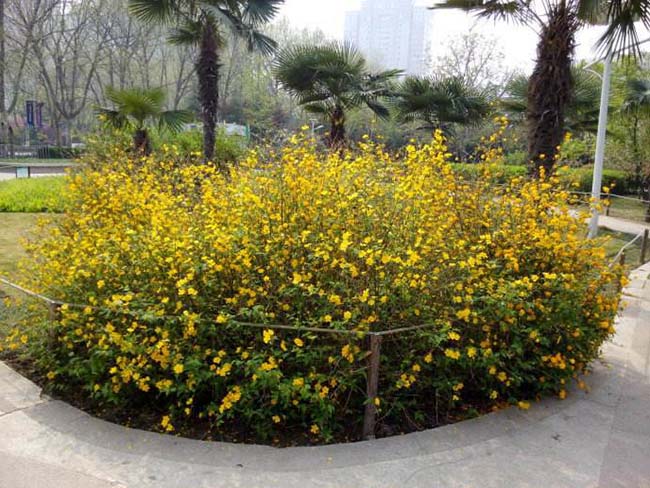 <a href='http://www.wuzhouwash.com/dibeiguanmu/3431.html' target='_blank'>棣棠</a>球