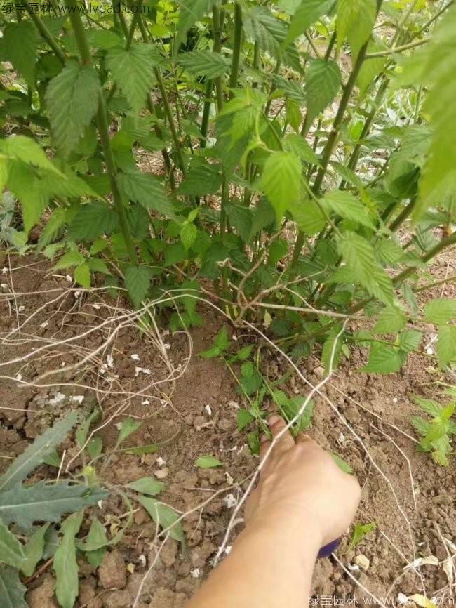棣棠球