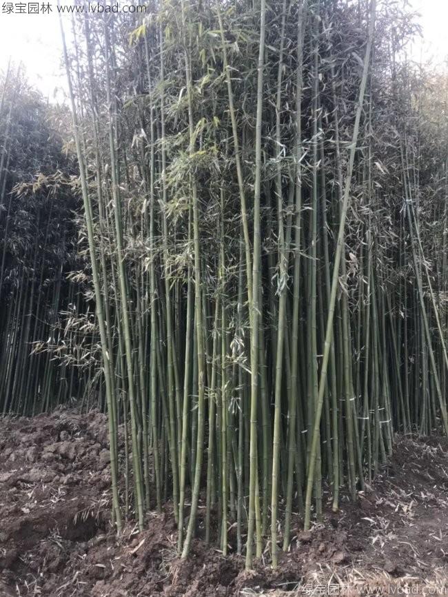 剛竹