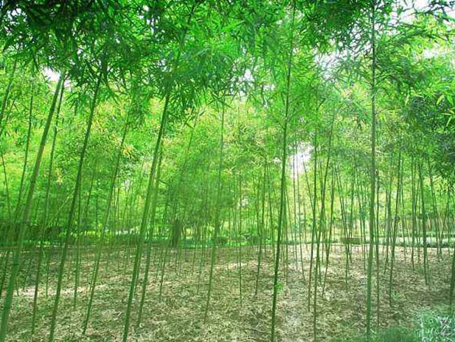 <a href='http://www.wuzhouwash.com/zhumiaozhuzi/3442.html' target='_blank'>青竹</a>