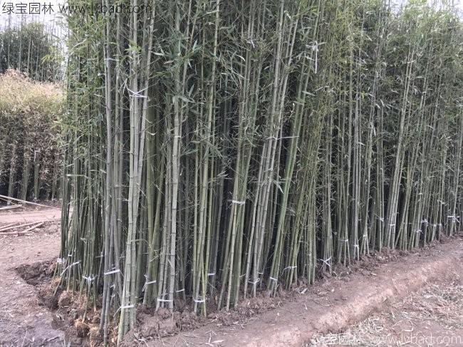 耐寒竹