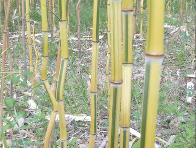 <a href='http://www.wuzhouwash.com/zhumiaozhuzi/3448.html' target='_blank'>金鑲玉竹</a>