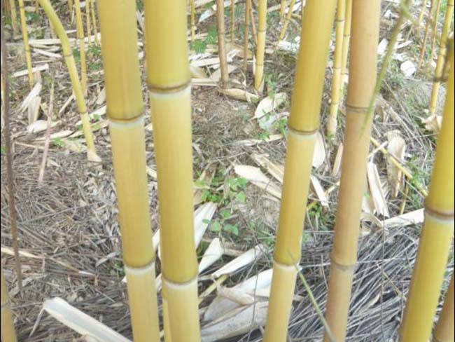 金鑲<a href='http://www.wuzhouwash.com/linmuzhongzi/2254.html' target='_blank'>玉竹</a>