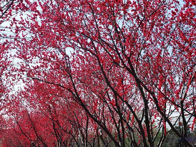 <a href='http://www.wuzhouwash.com/yaocaizhongzi/2335.html' target='_blank'>紅花</a><a href='http://www.wuzhouwash.com/xiaoqiaomu/3537.html' target='_blank'>碧桃</a>