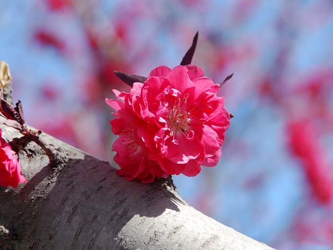<a href='http://www.wuzhouwash.com/xiaoqiaomu/3553.html' target='_blank'>紅花碧桃</a>