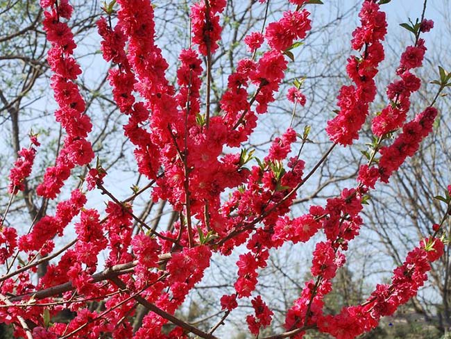 <a href='http://www.wuzhouwash.com/yaocaizhongzi/2335.html' target='_blank'>紅花</a><a href='http://www.wuzhouwash.com/xiaoqiaomu/3537.html' target='_blank'>碧桃</a>