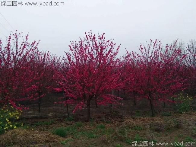 紅花碧桃
