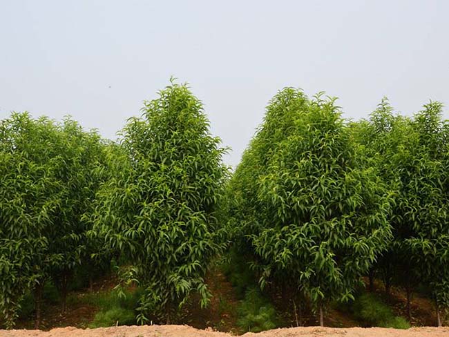 龍柱<a href='http://www.wuzhouwash.com/xiaoqiaomu/3537.html' target='_blank'>碧桃</a>