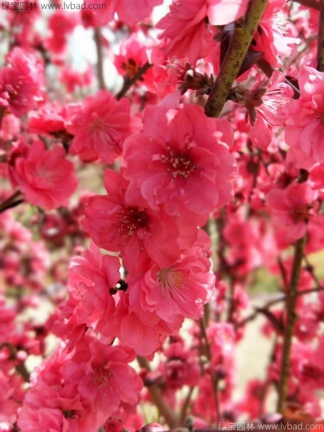 <a href='http://www.wuzhouwash.com/xiaoqiaomu/3554.html' target='_blank'>龍柱碧桃</a>