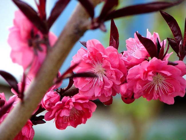 紅葉<a href='http://www.wuzhouwash.com/xiaoqiaomu/3537.html' target='_blank'>碧桃</a>