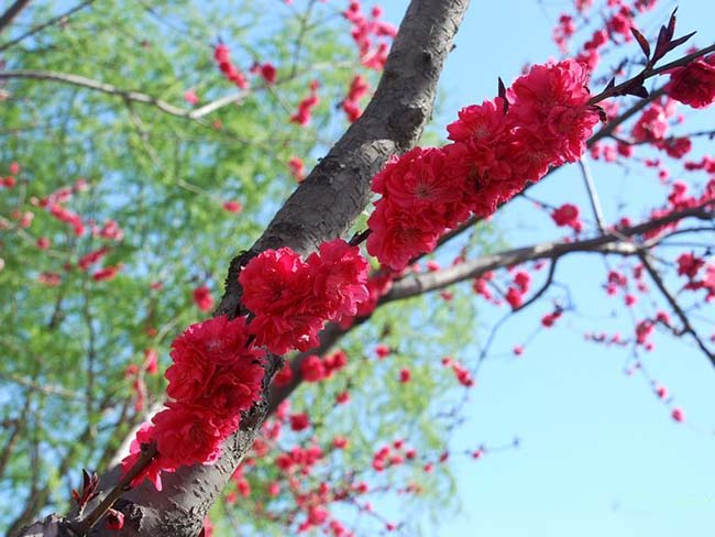 紫葉<a href='http://www.wuzhouwash.com/xiaoqiaomu/3537.html' target='_blank'>碧桃</a>