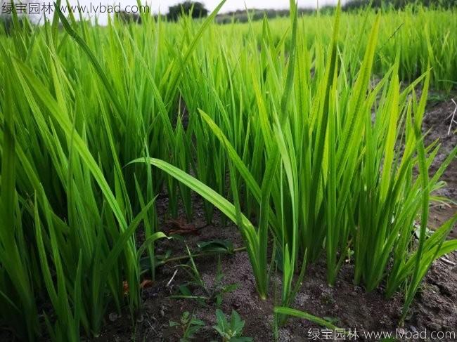 水<a href='http://www.wuzhouwash.com/caohuazhongzi/1029.html' target='_blank'>菖蒲</a>