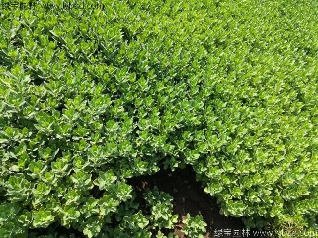 八寶景天
