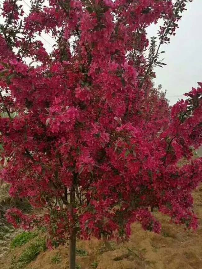 <a href='http://www.wuzhouwash.com/xiaoqiaomu/3535.html' target='_blank'>北美海棠</a>