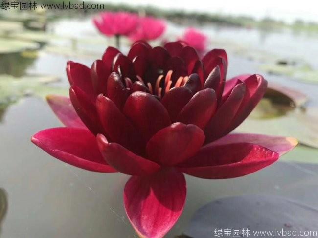 <a href='http://www.wuzhouwash.com/shuishengshuicao/3439.html' target='_blank'>荷花種苗</a>