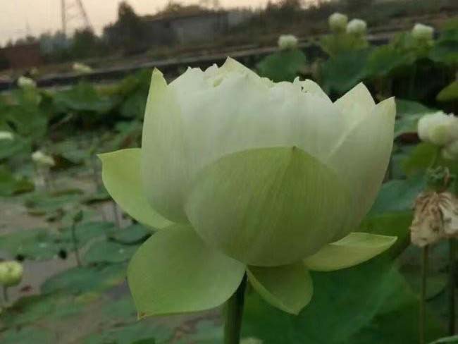 <a href='http://www.wuzhouwash.com/shuishengshuicao/5941.html' target='_blank'>蓮藕苗</a>