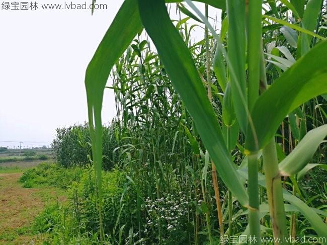 <a href='http://www.wuzhouwash.com/shuicaozhongzi/1587.html' target='_blank'>蘆葦</a>