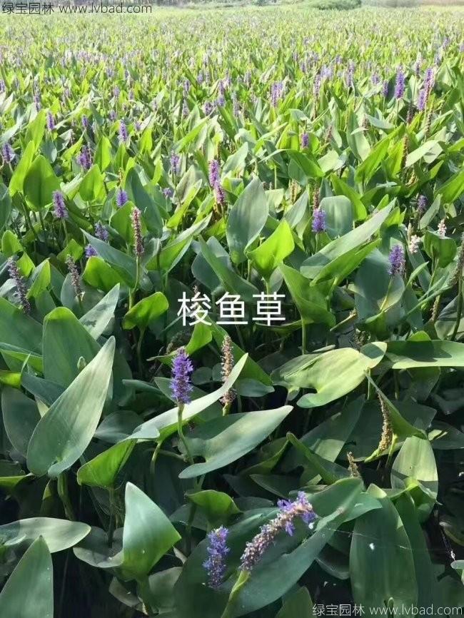梭魚(yú)草