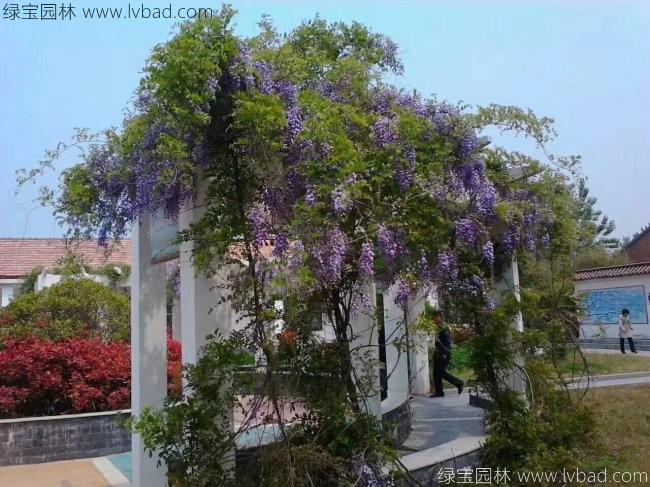 <a href='http://www.wuzhouwash.com/tengbenpanyuanzhiwu/3418.html' target='_blank'>紫藤花</a>
