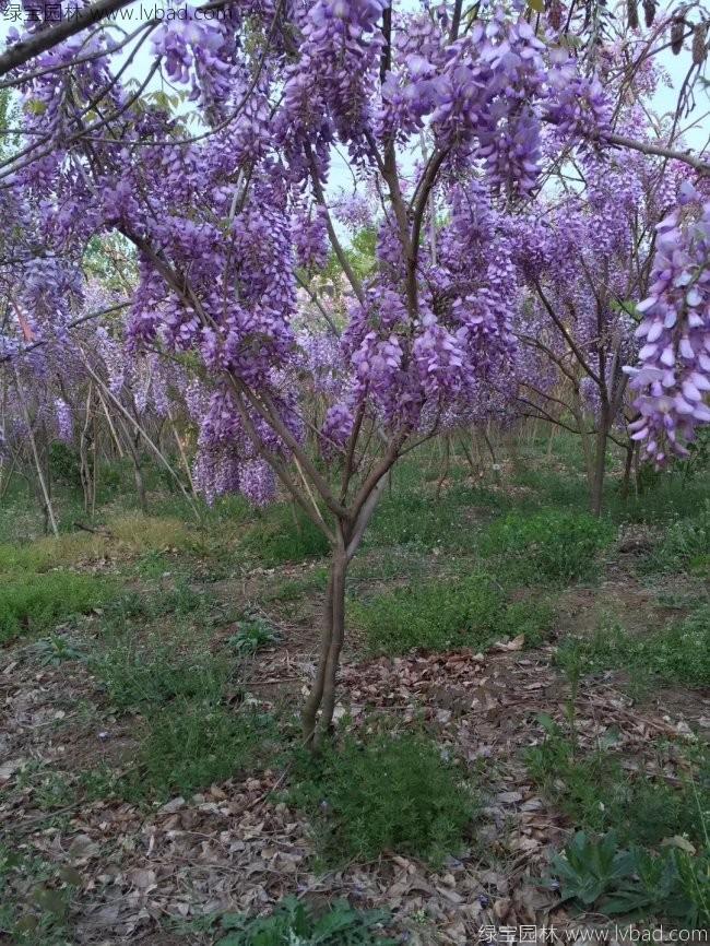 <a href='http://www.wuzhouwash.com/tengbenpanyuanzhiwu/3418.html' target='_blank'>紫藤花</a>