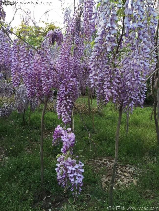 <a href='http://www.wuzhouwash.com/tengbenpanyuanzhiwu/3418.html' target='_blank'>紫藤花</a>