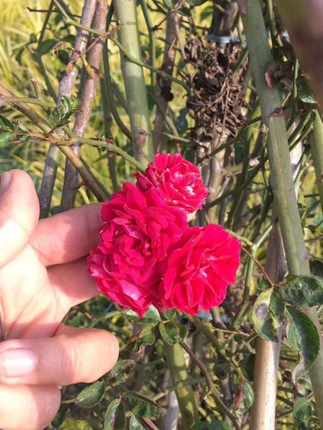 <a href='http://www.wuzhouwash.com/linmuzhongzi/1702.html' target='_blank'>薔薇</a>花