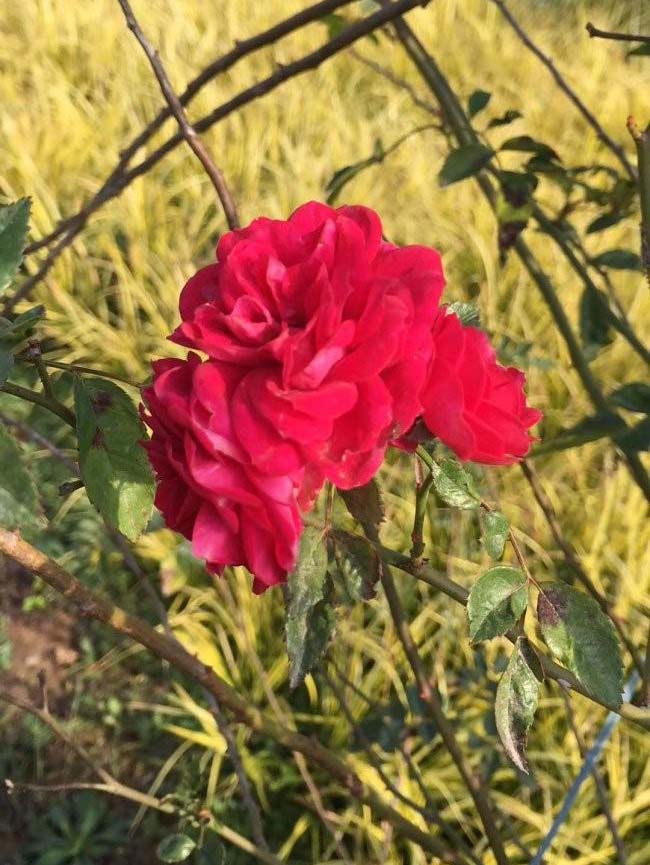 <a href='http://www.wuzhouwash.com/tengbenpanyuanzhiwu/3421.html' target='_blank'>薔薇花</a>