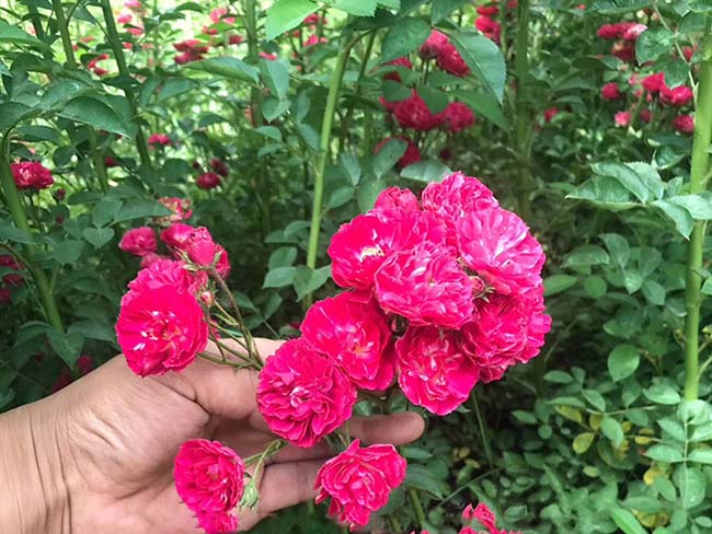 <a href='http://www.wuzhouwash.com/linmuzhongzi/1702.html' target='_blank'>薔薇</a>花