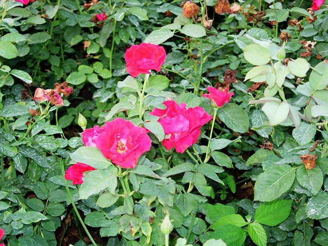 <a href='http://www.wuzhouwash.com/dibeiguanmu/3565.html' target='_blank'>豐花月季</a>