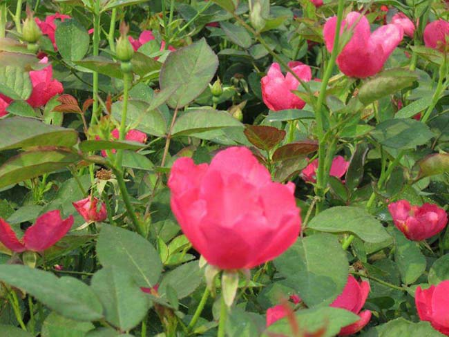 豐花<a href='http://www.wuzhouwash.com/tengbenpanyuanzhiwu/3570.html' target='_blank'>月季</a>