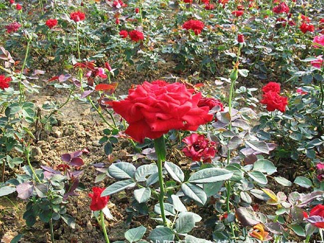 紅帽<a href='http://www.wuzhouwash.com/tengbenpanyuanzhiwu/3570.html' target='_blank'>月季</a>