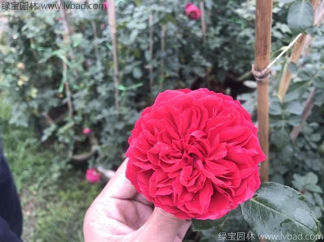 藤本<a href='http://www.wuzhouwash.com/tengbenpanyuanzhiwu/3570.html' target='_blank'>月季</a>