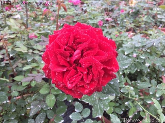 歐月<a href='http://www.wuzhouwash.com/linmuzhongzi/1700.html' target='_blank'>月季花</a>苗