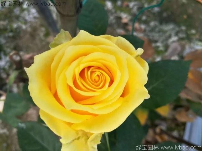 大花月季