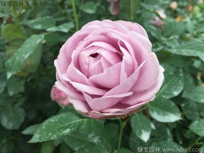 <a href='http://www.wuzhouwash.com/linmuzhongzi/1700.html' target='_blank'>月季花</a>