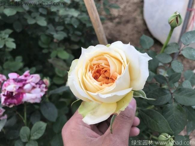 <a href='http://www.wuzhouwash.com/tengbenpanyuanzhiwu/3570.html' target='_blank'>月季</a>花