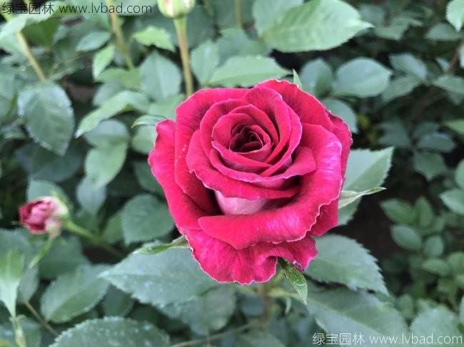 <a href='http://www.wuzhouwash.com/tengbenpanyuanzhiwu/3570.html' target='_blank'>月季</a>花