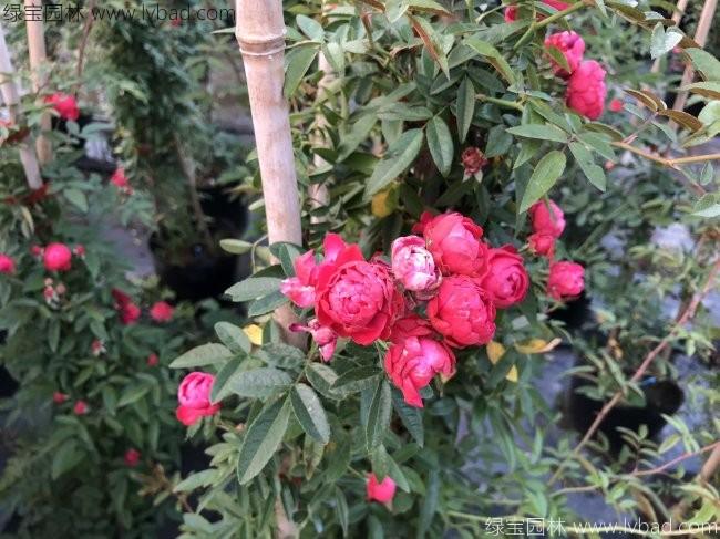 木香花