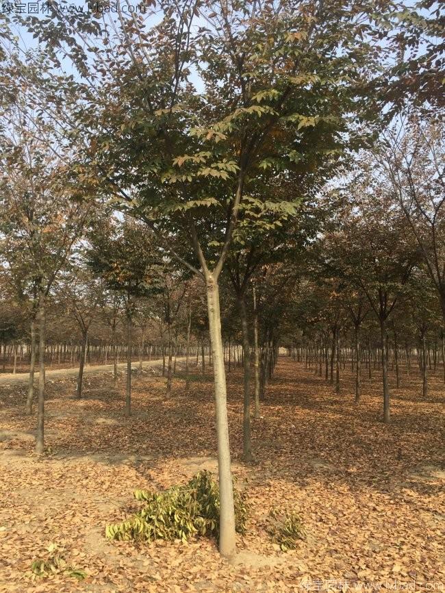 <a href='http://www.wuzhouwash.com/xingdaoshu/3379.html' target='_blank'>紅櫸樹</a>