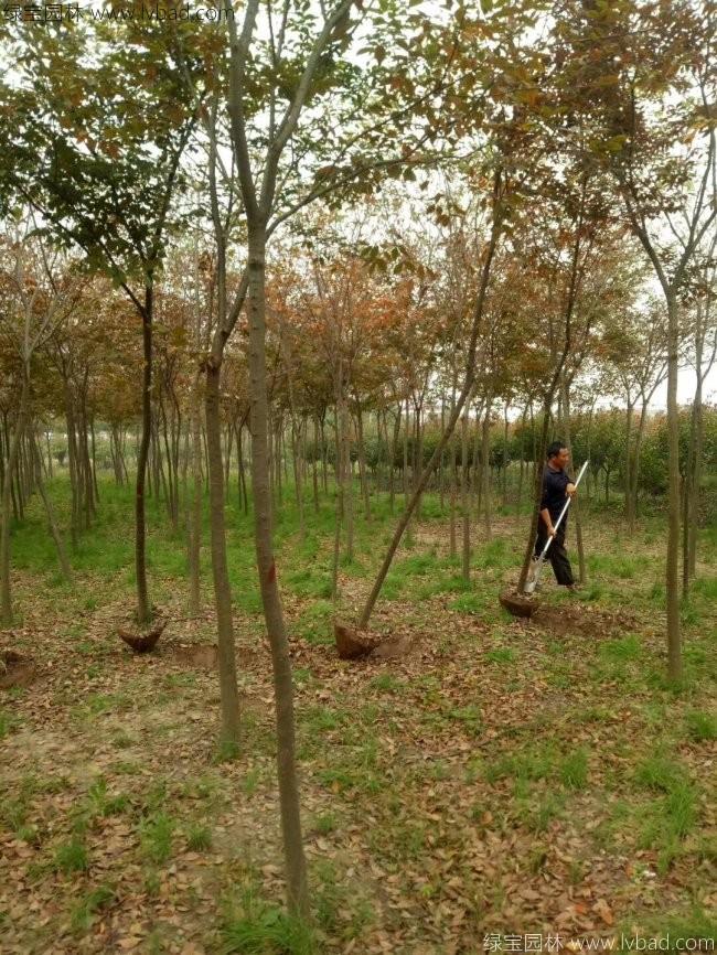 <a href='http://www.wuzhouwash.com/xingdaoshu/3379.html' target='_blank'>紅櫸樹</a>