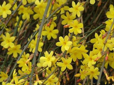 迎春花