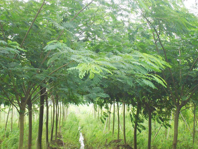 <a href='http://www.wuzhouwash.com/xingdaoshu/3362.html' target='_blank'>合歡樹</a>