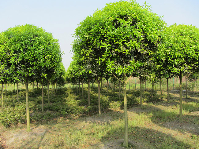 <a href='http://www.wuzhouwash.com/linmuzhongzi/1768.html' target='_blank'>桂花</a>樹