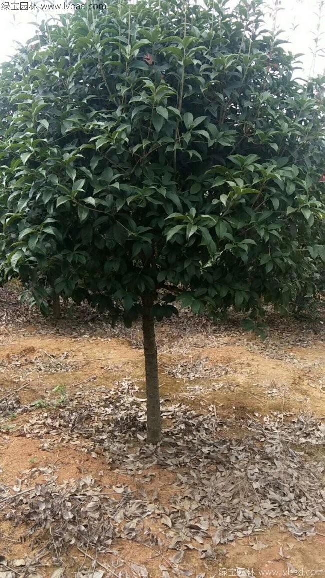 桂花樹
